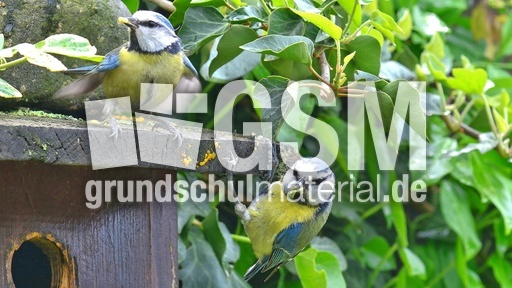 Blaumeise_mit_Futter (05).jpg